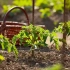 Kako zaštititi sadnice i nedavno presađene biljke iz sporching sunca